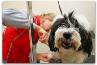 Services Dog Bath